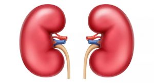 Kidneys