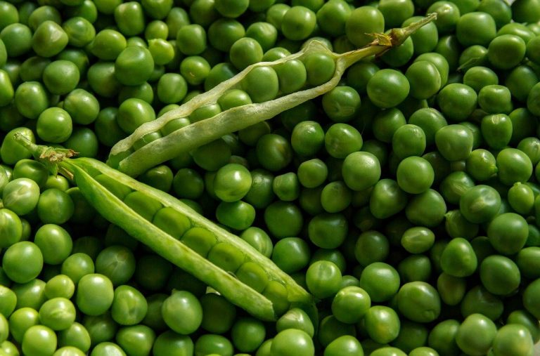 Add  green peas to your diet to stay healthy