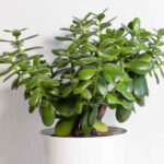 Crassula