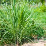 Lemongrass Plant