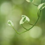 Money Plant