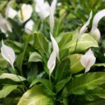 Peace Lily