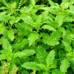 Tulsi Plant