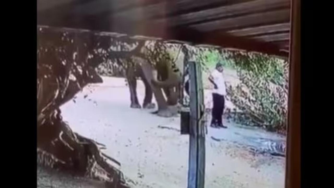 An Elephant's Gentle