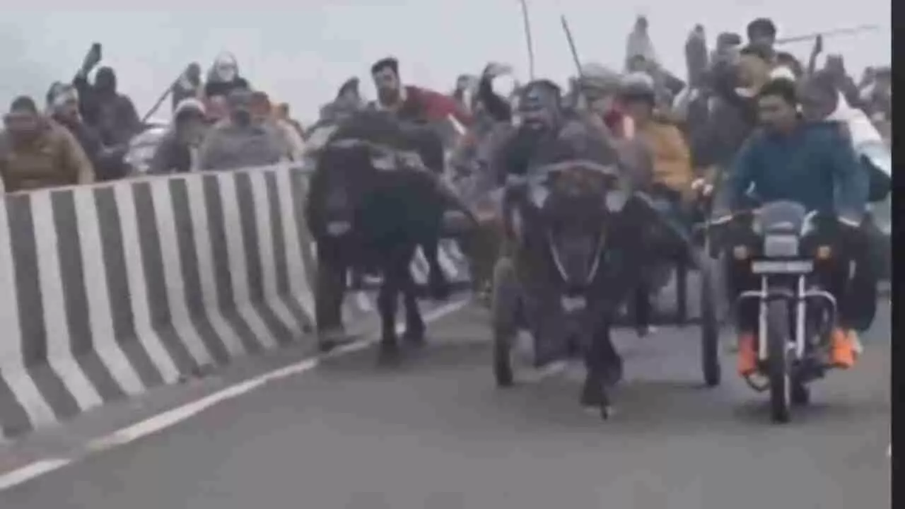 Buffalo Cart Race on National Highway in Shamli