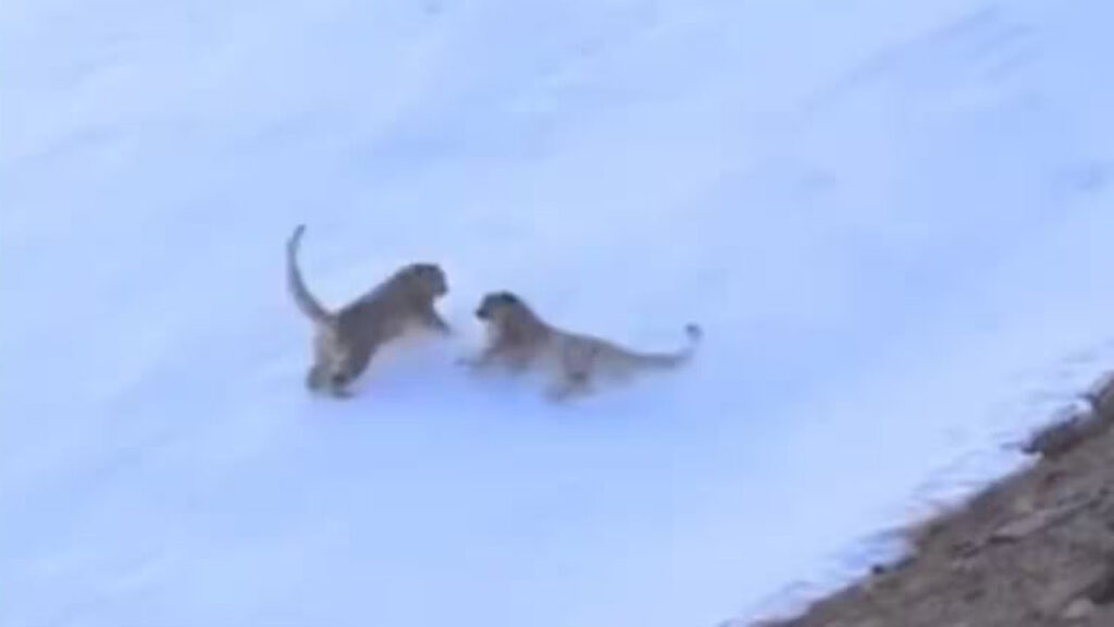 Snow Leopards Playing in Ladakhd