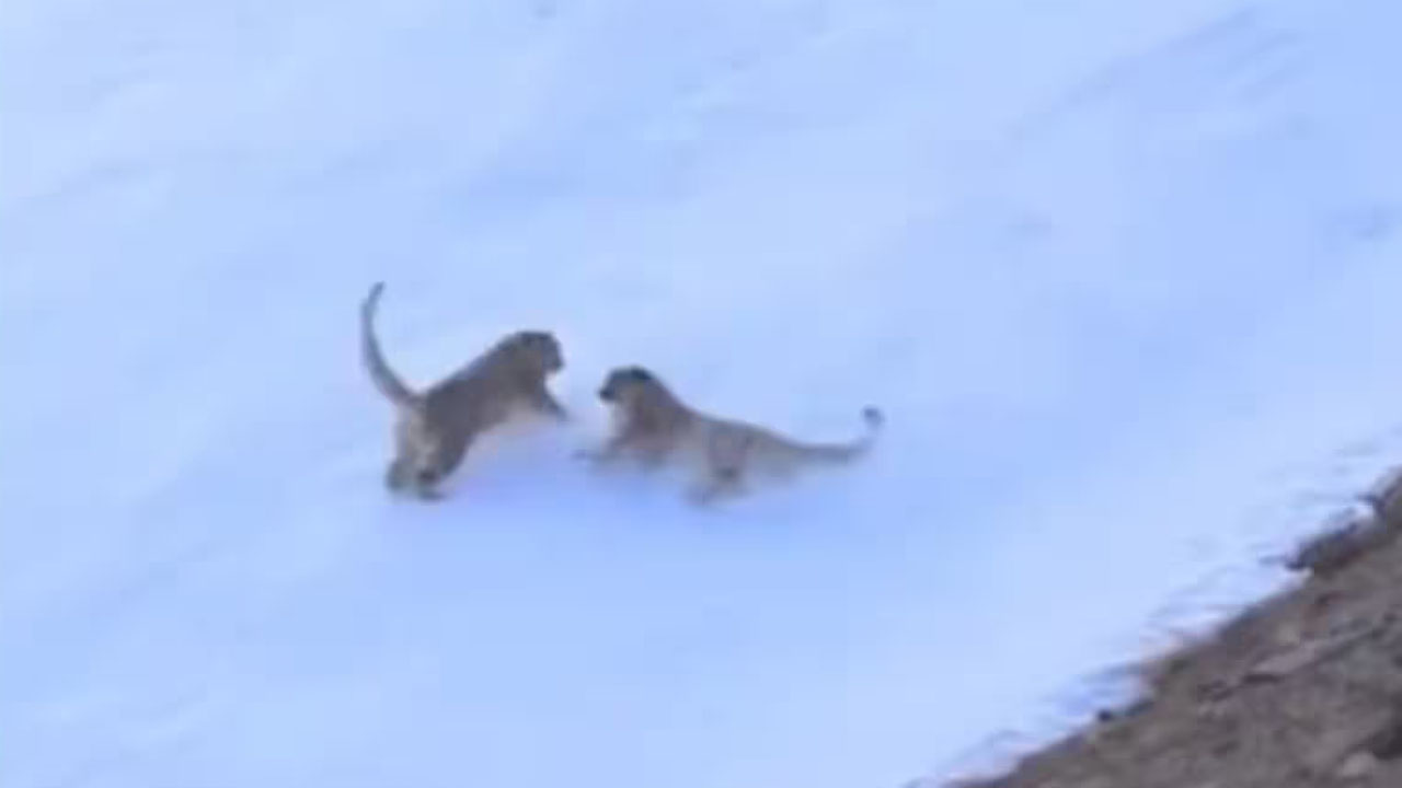 Snow Leopards Playing in Ladakhd
