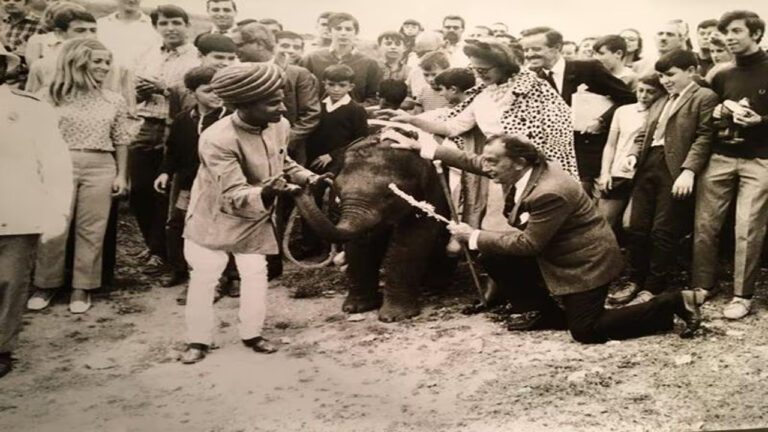 Air India' Baby Elephant