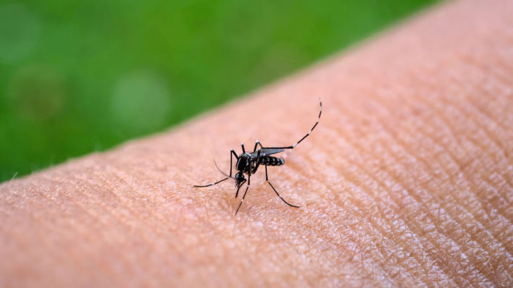 chikungunya outbreak