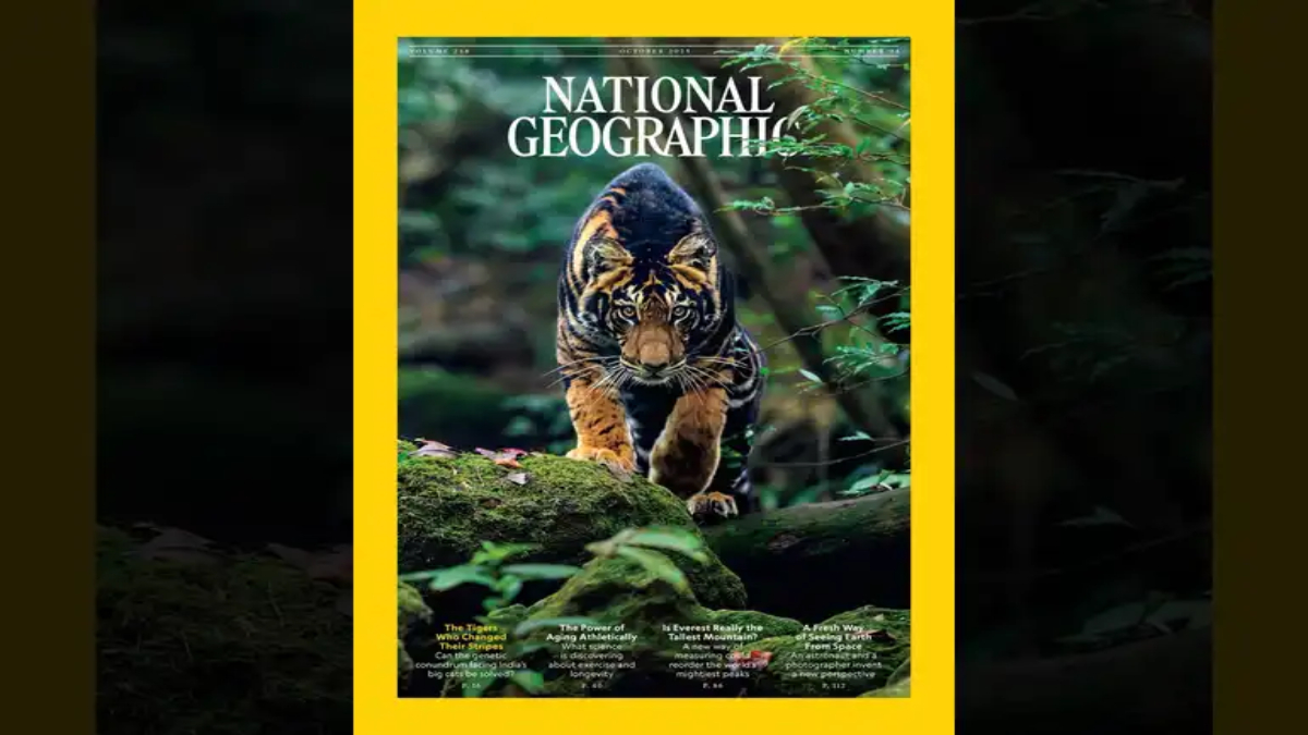 Prasenjeet Yadav's Iconic Shot of a Black Tiger