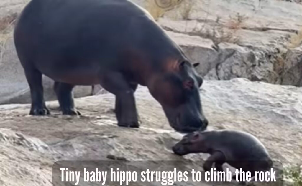 Baby Hippo’s Brave Attempt