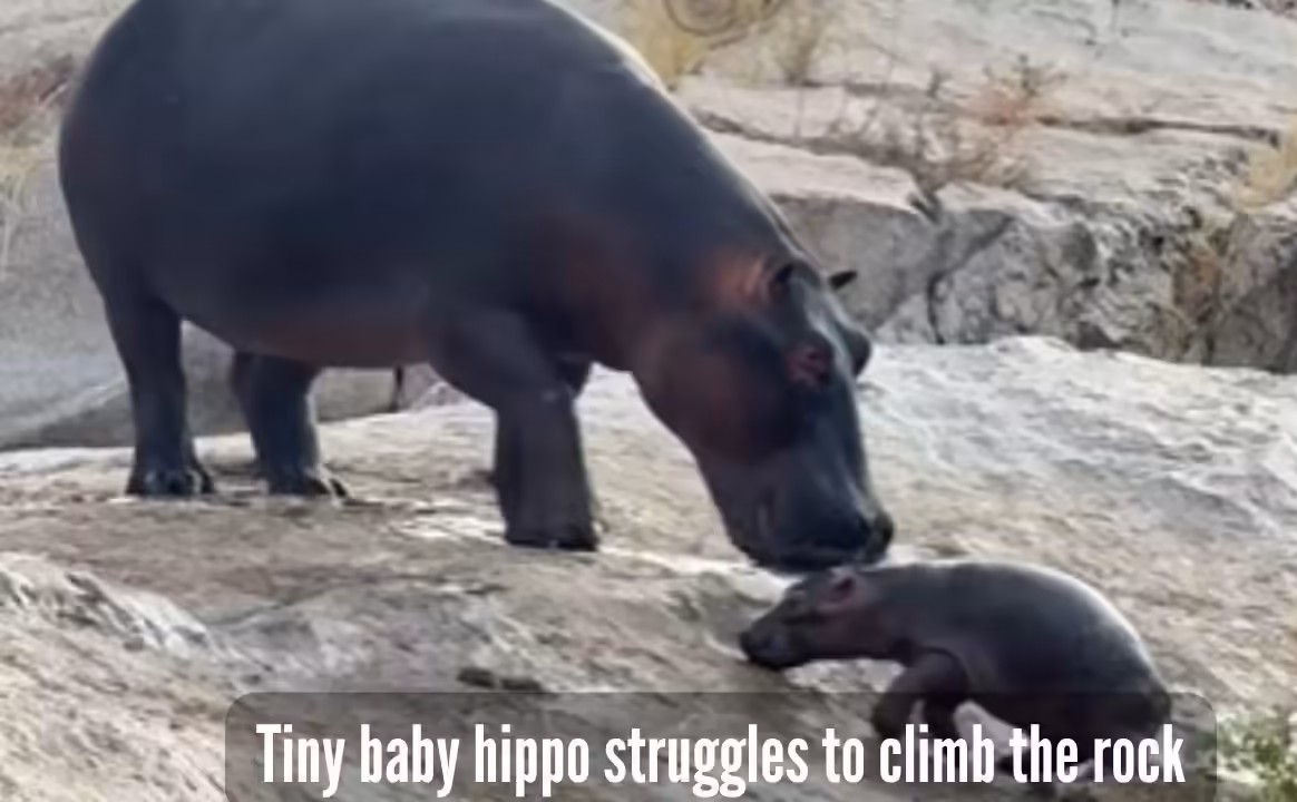 Baby Hippo’s Brave Attempt