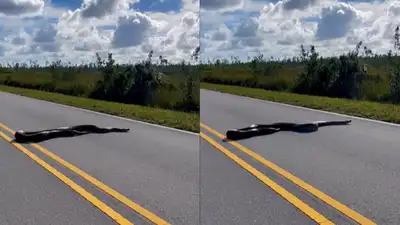 Massive Snake Takes U-Turn After