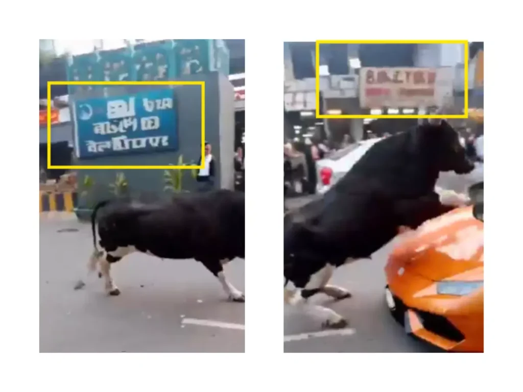 Viral Videos of Cattle Attacks