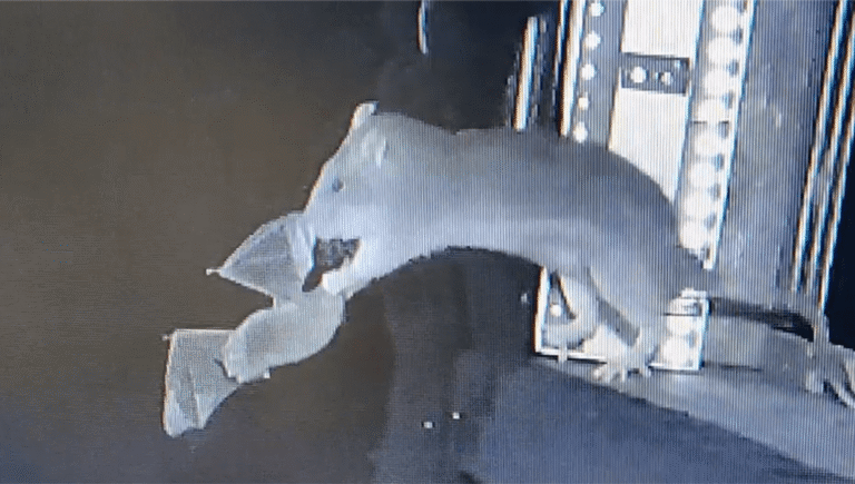 Rat’s 'Radar-Like' Kill of