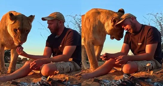 Man Shares Meal with Lioness in Viral Footage