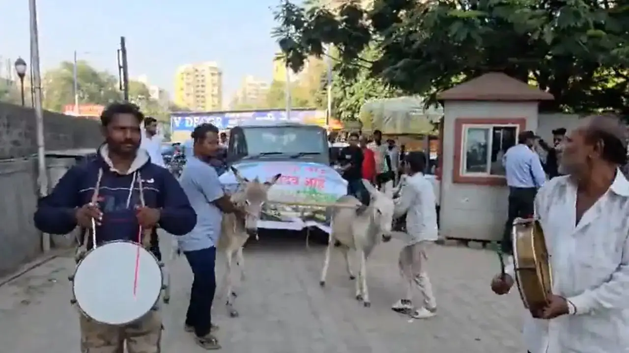 Donkey-Led Protest Highlights