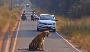 Tiger Cub’s Roadside Rest
