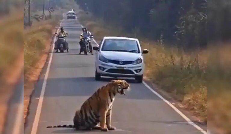 Tiger Cub’s Roadside Rest