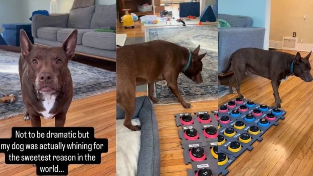 Dog's Plea for Affection