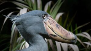 The Shoebill Stork: A