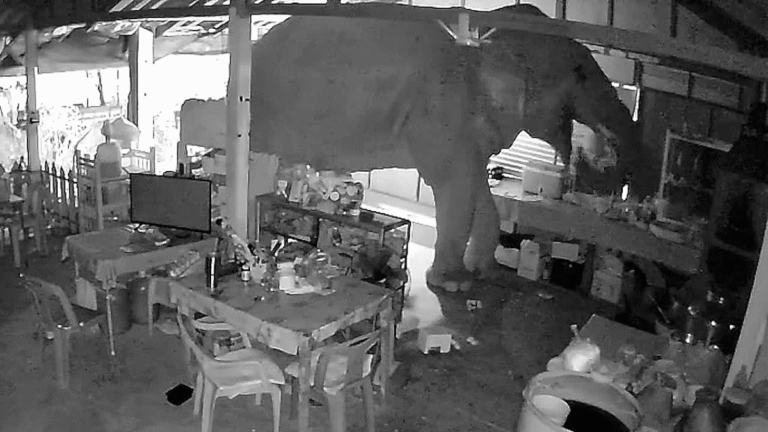 Restaurant Visit Made by Elephant