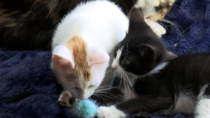 Abandoned Cats Gain Visibility