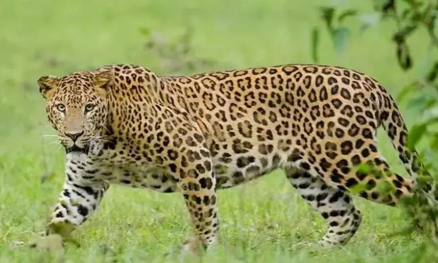 Officials Debunk of Leopard