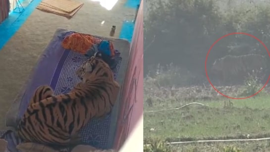 Tiger attacks man in village