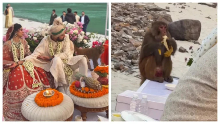Monkey Observed Crashing Riverside Wedding in Rishikesh