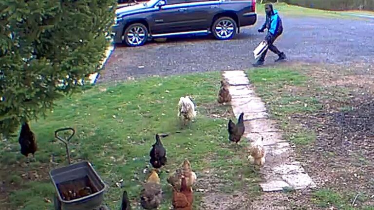 Amazon delivery driver chicken army