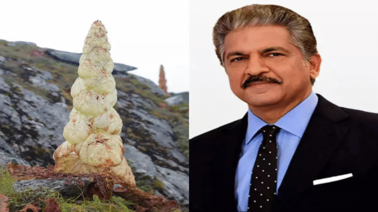 Nature Masterclass in Patience: The “Sikkim Sundari” Blooms