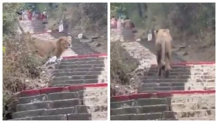 Asiatic Lion Observed Strolling Through Busy Gujarat
