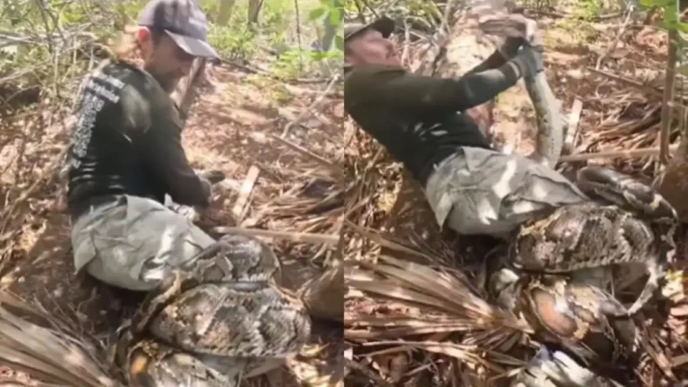 Man’s Defiant Stand Against Giant Python
