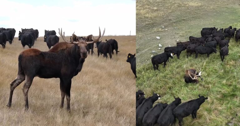 Viral Video Captures Moose Joining South Dakota Cattle Herd