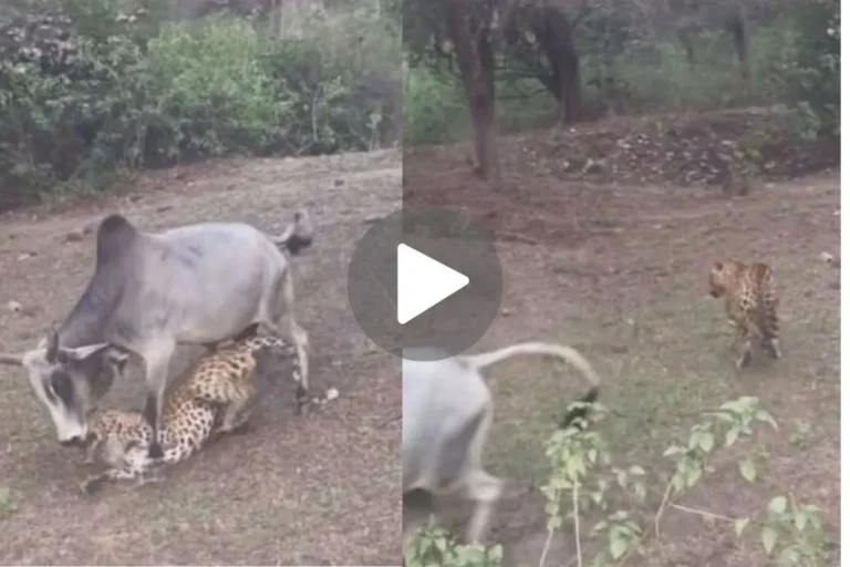 Brave Bull Overpowers Panther in Intense Kota Encounter