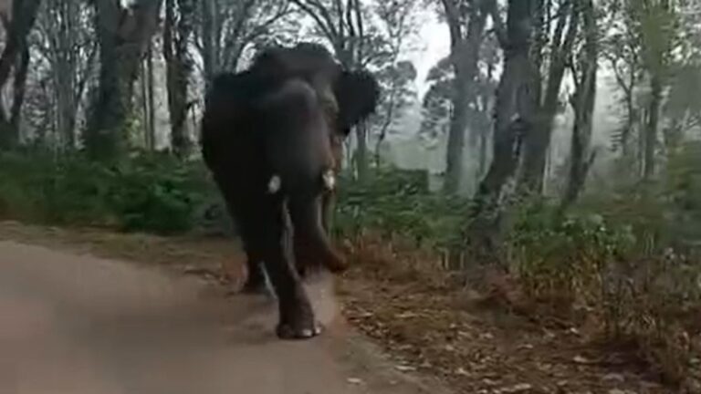 Wild Elephant Chasing School Bus as Students Scream in Fear