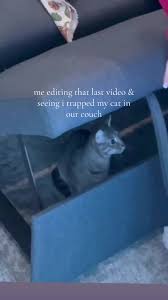 Tiny Cat’s Couch Misadventurel