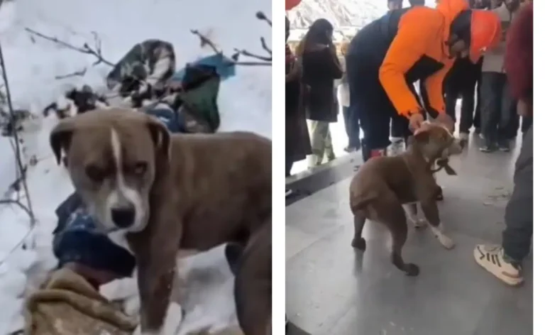 Pet Pitbull Stands Guard Over Deceased Owner in Himachal Snow for Four Days