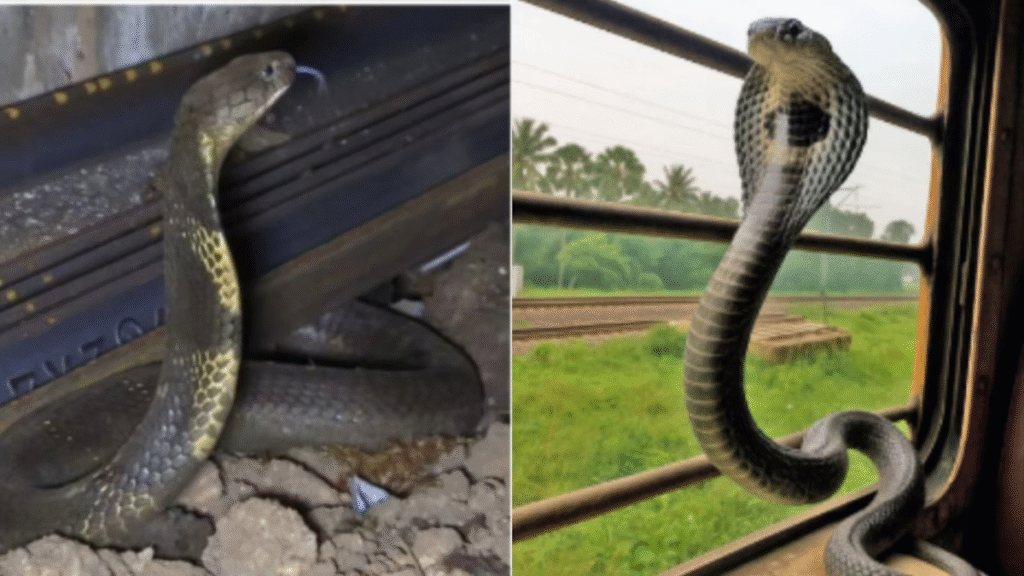 Snakes on trains King cobras