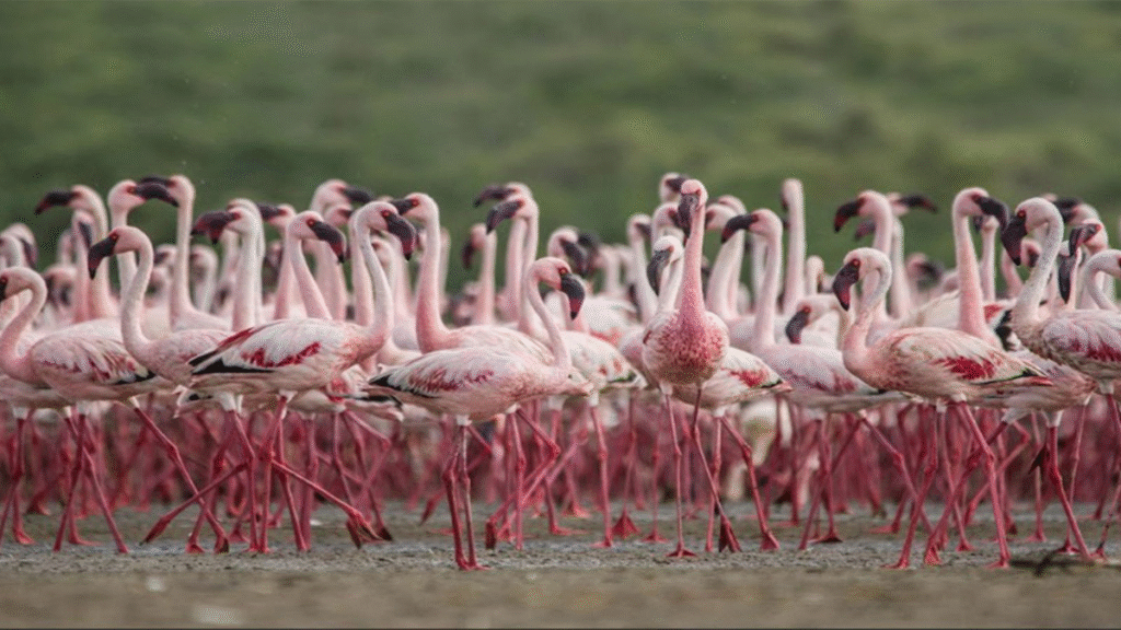 Chhari-Dhand Joins the Ramsar Elite