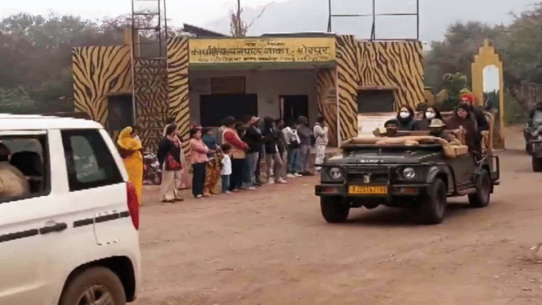 Wild Encounter: Tiger Halts Priyanka Gandhi Safari in Ranthambore