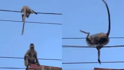 Monkey Mom's Daring Act