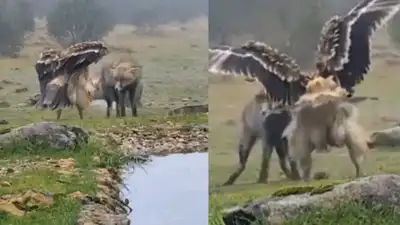 Video Captures Rare Encounter