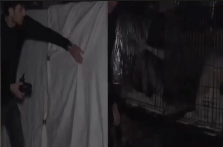 Caged Woman Linked to