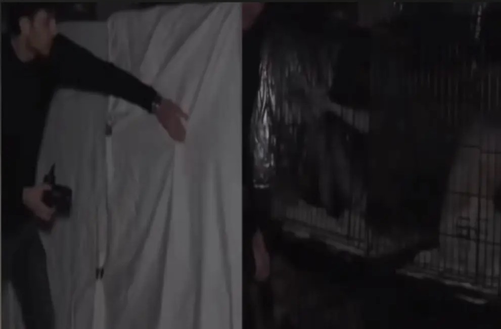 Caged Woman Linked to