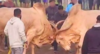Illegal Bullfight in Arambol
