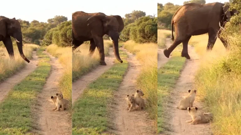 Viral Video of Lion Cubs Trembling Before a Giant Elephant