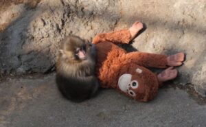 Japanese Zoo Footage of