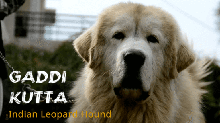Himalayan Heroes: Gaddi Dogs Save Owners from Leopard Attack